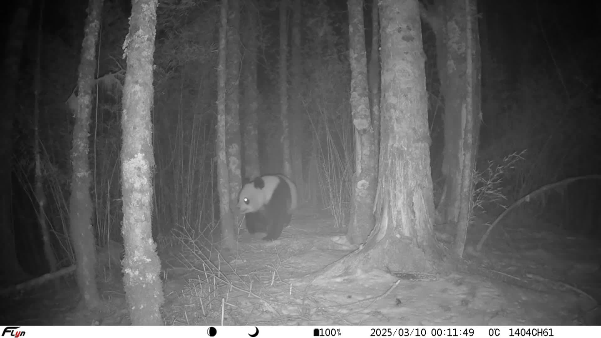 จับภาพต้าวก้อน 'แพนด้ายักษ์' ใช้ชีวิตกลางป่าในเสฉวน