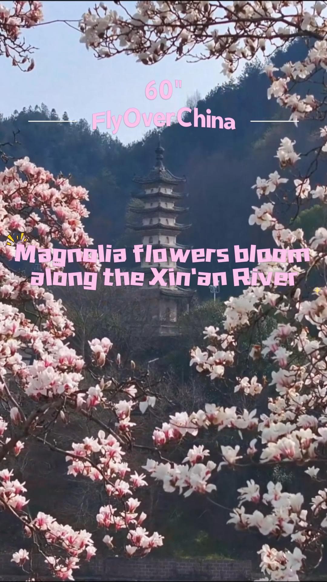 ดอกแมกโนเลีย' บานประดับริมแม่น้ำในอันฮุย