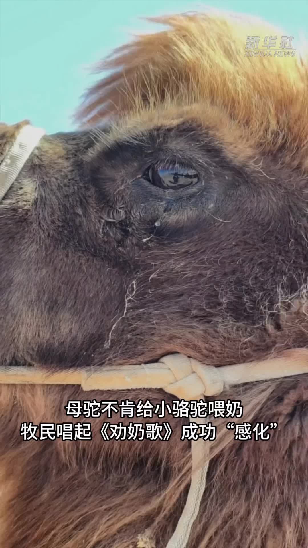 แปลกแต่จริง! 'แม่อูฐ' ปฏิเสธให้นมลูก คนเลี้ยง 'ร้องเพลงกล่อม' จนยอม