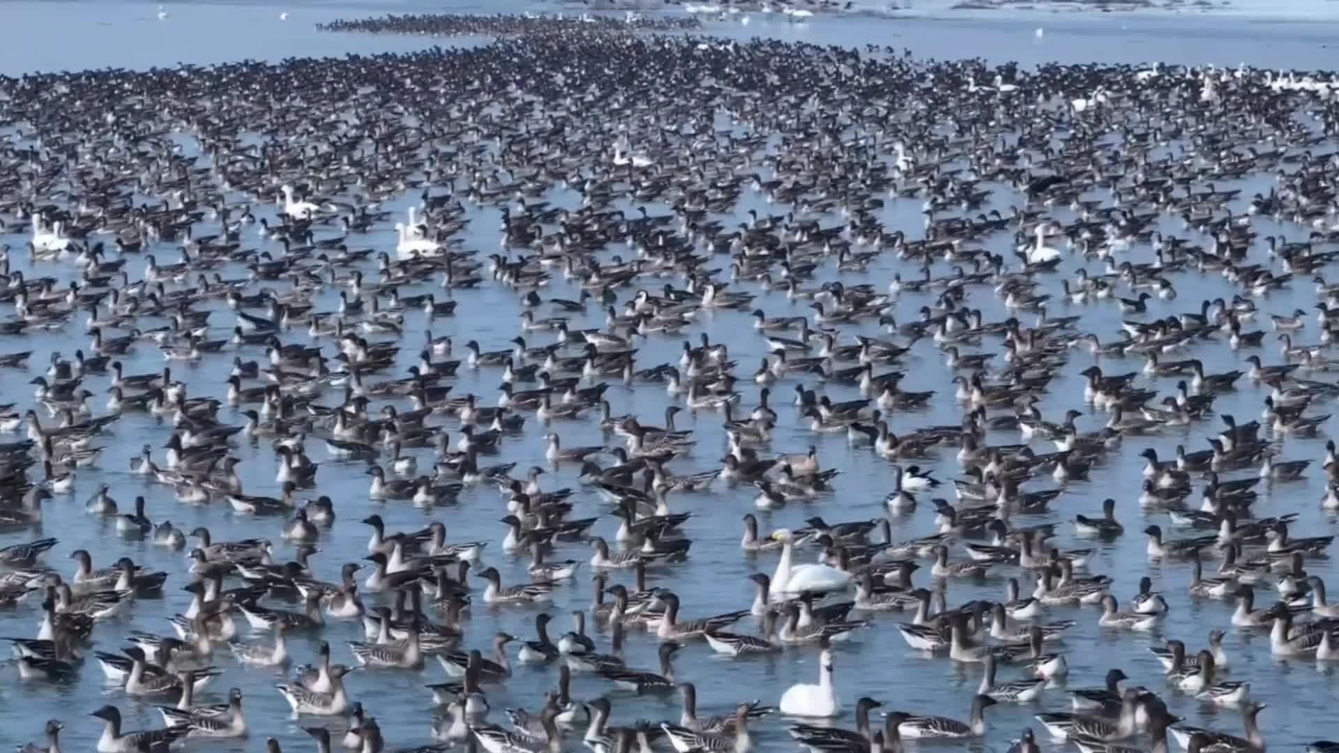 นกอพยพนานาพันธุ์ แวะเยือนพื้นที่ชุ่มน้ำในซานซี