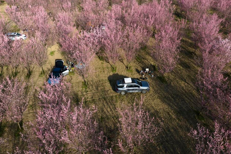 ทุ่ง 'ดอกบ๊วย' สีหวาน สวยชวนฝันละลานตาในซีอัน