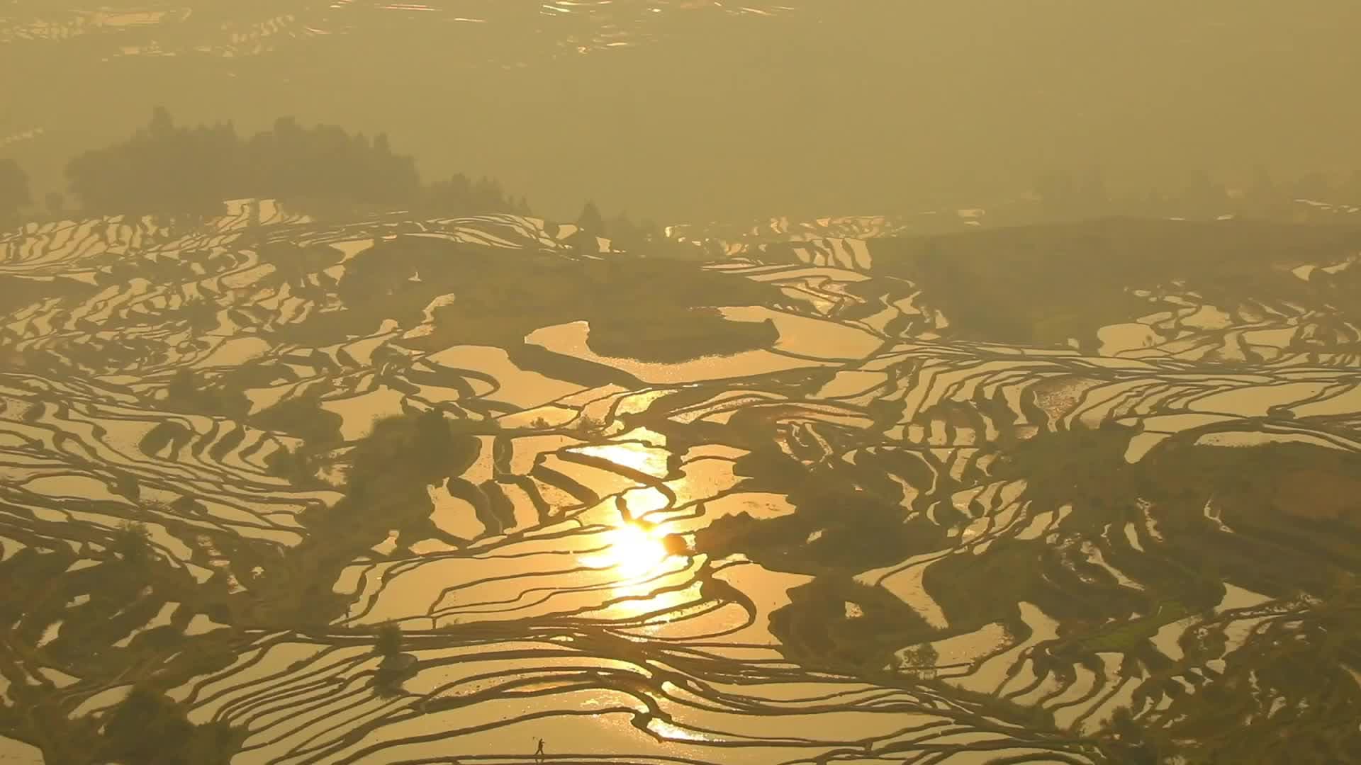 นาขั้นบันไดฮาหนี' ในยูนนาน เข้าฤดูชมวิวงามดีสุด