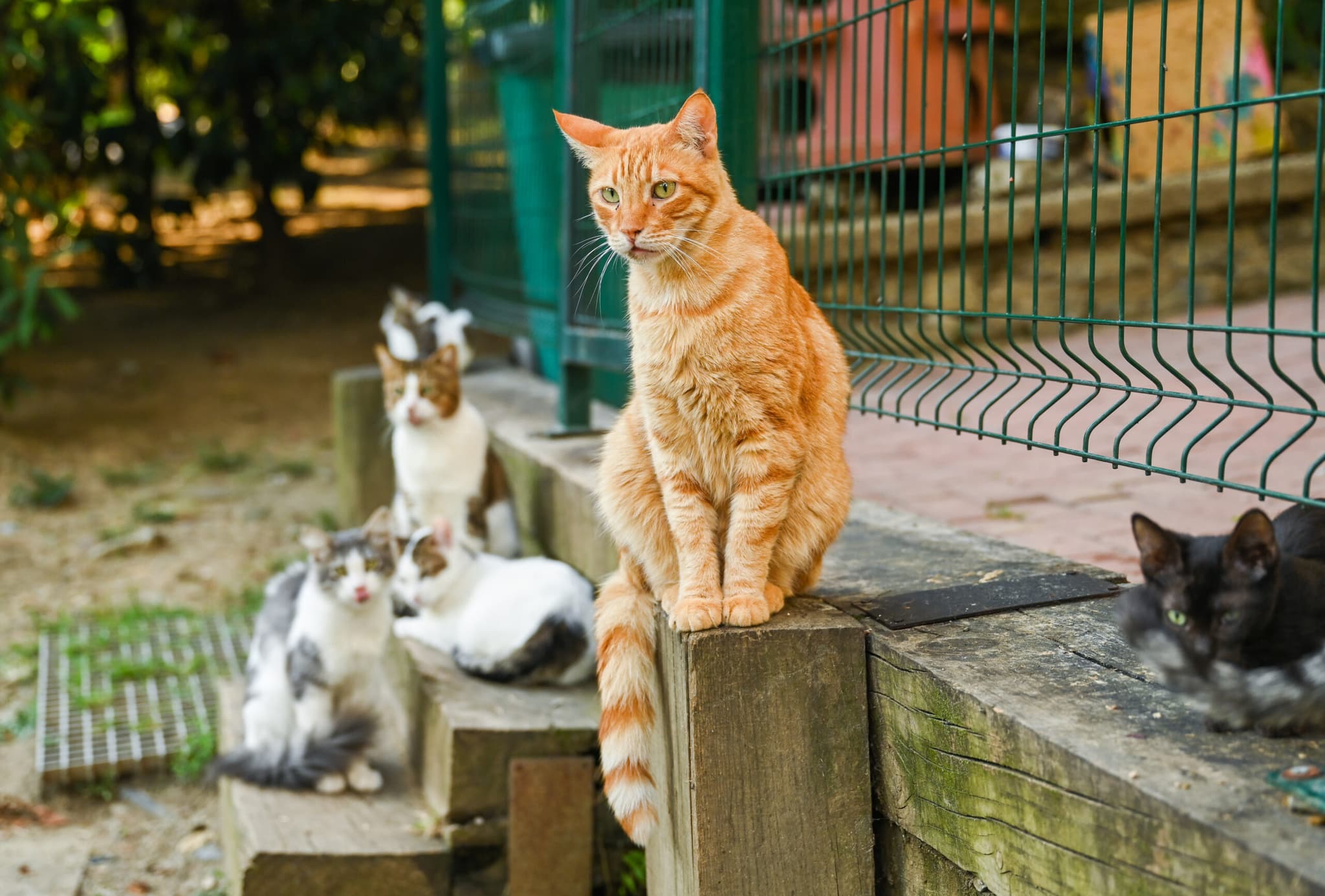 DNA ยืนยัน 'แมวจรจัด' ภัยคุกคาม 'สัตว์พื้นเมือง' ในออสเตรเลีย