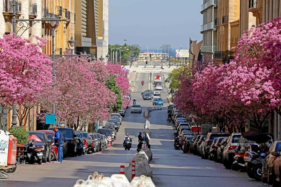 หมู่มวลดอกไม้บาน เติมความโรแมนติกในเลบานอน