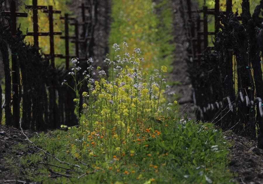 มวลดอกไม้บานสะพรั่งรับวสันต์ในนาปา แวลลีย์