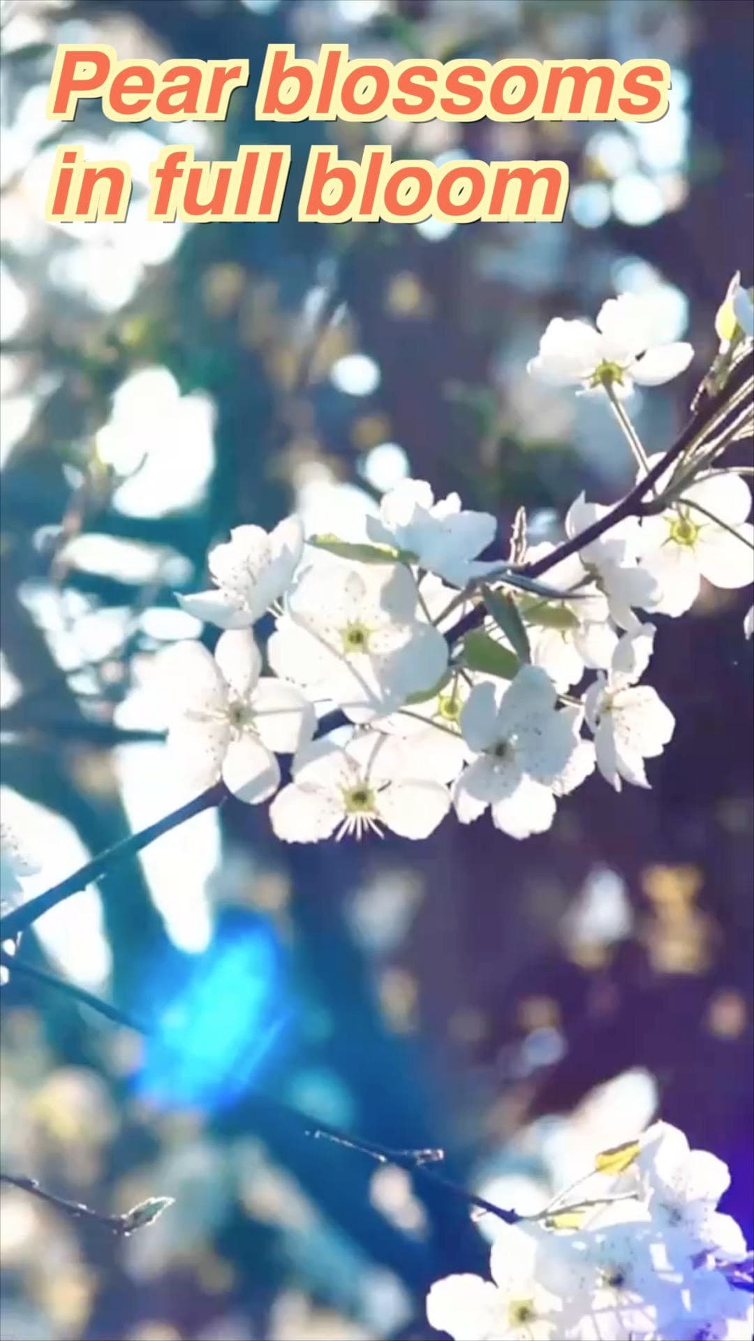 ทุ่ง 'ดอกบ๊วย' บานสะพรั่ง สุดโรแมนติกในยูนนาน