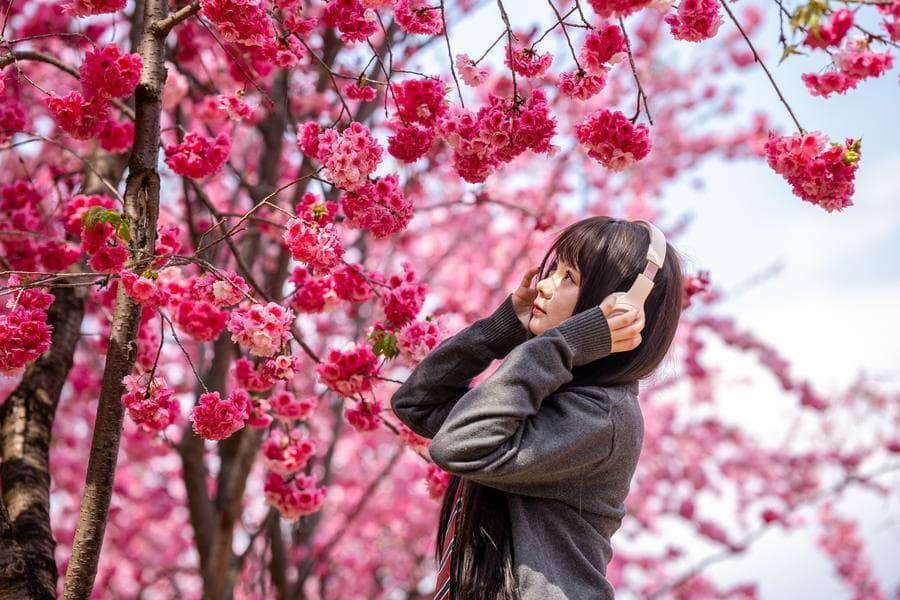 ซากุระสีหวานบานสะพรั่งสร้างสีสันในคุนหมิง