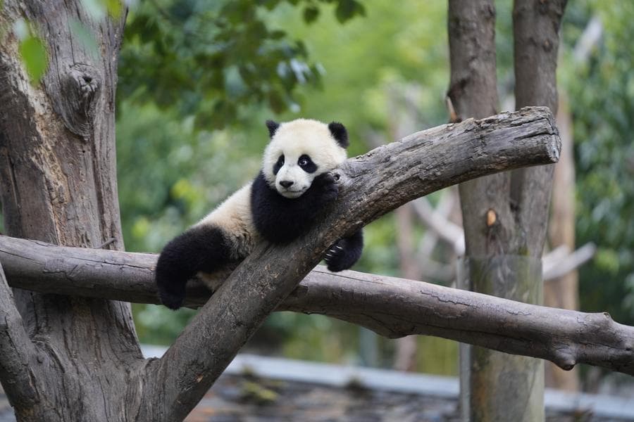 ใจละลาย! โฉมหน้า 'เจ้าก้อนขาวดำ' สุดบ้องแบ๊วในเสฉวน