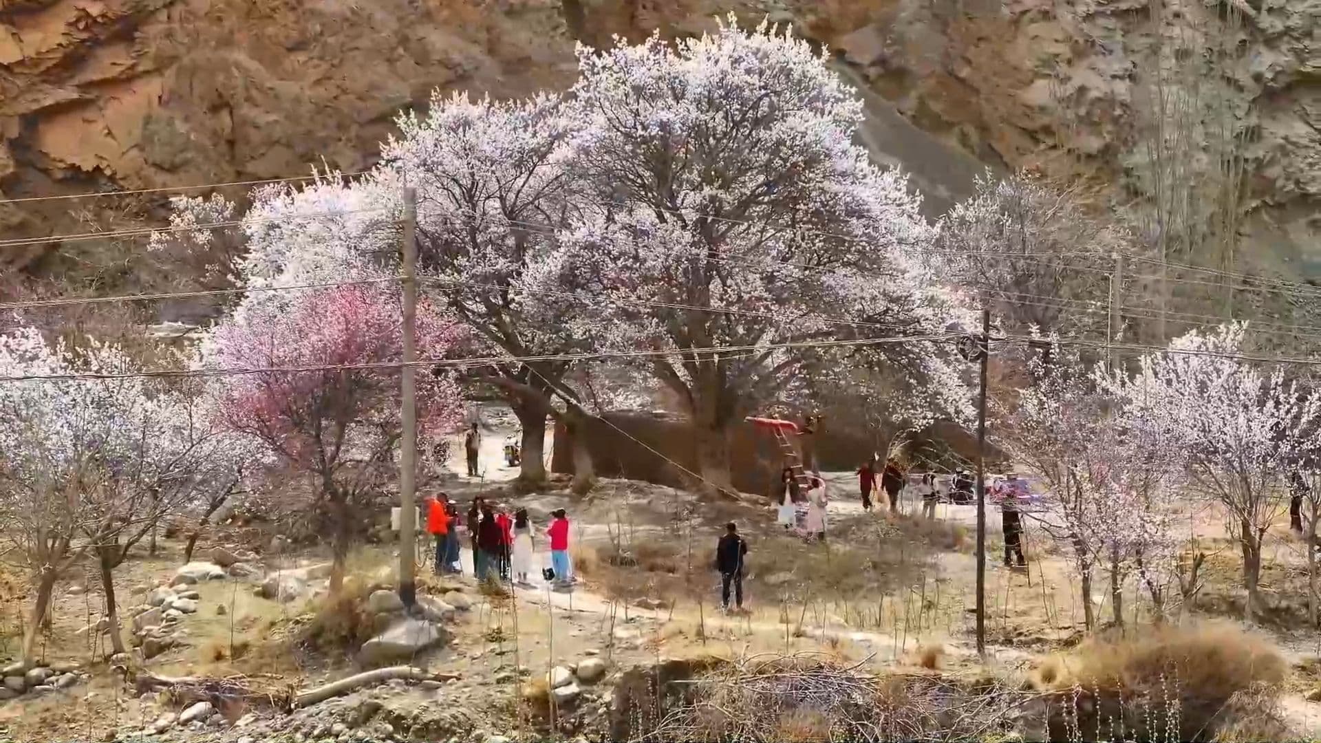 ดอกแอปริคอทผลิบานในซินเจียง กระตุ้นท่องเที่ยวคึกคัก