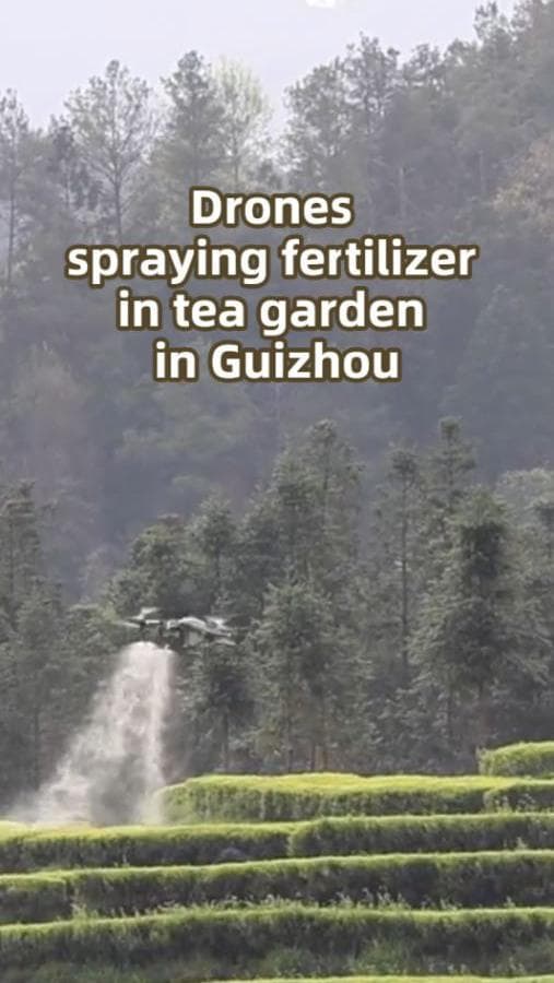กุ้ยโจวใช้ 'โดรนเกษตร' ฉีดพ่นปุ๋ยไร่ชา ลดต้นทุนแรงงาน