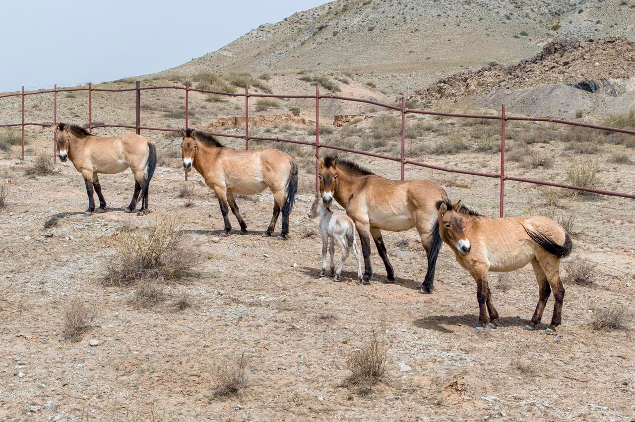 ส่องงานอนุรักษ์ 'ม้าป่าเปรวาสกี' ในหนิงเซี่ย