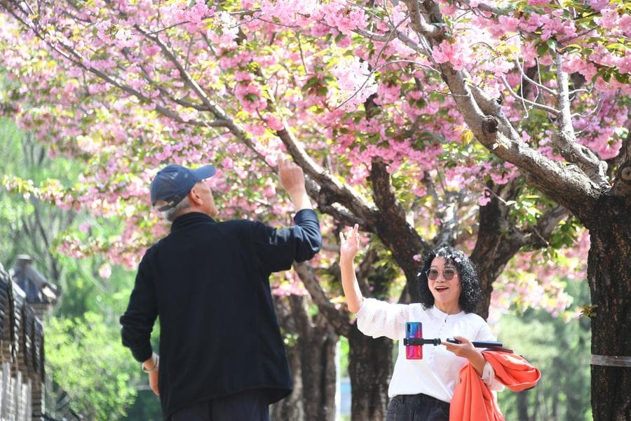 นักท่องเที่ยวชมแชะทิวทัศน์ 'ดอกไม้' ผลิบานสวยทั่วจีน