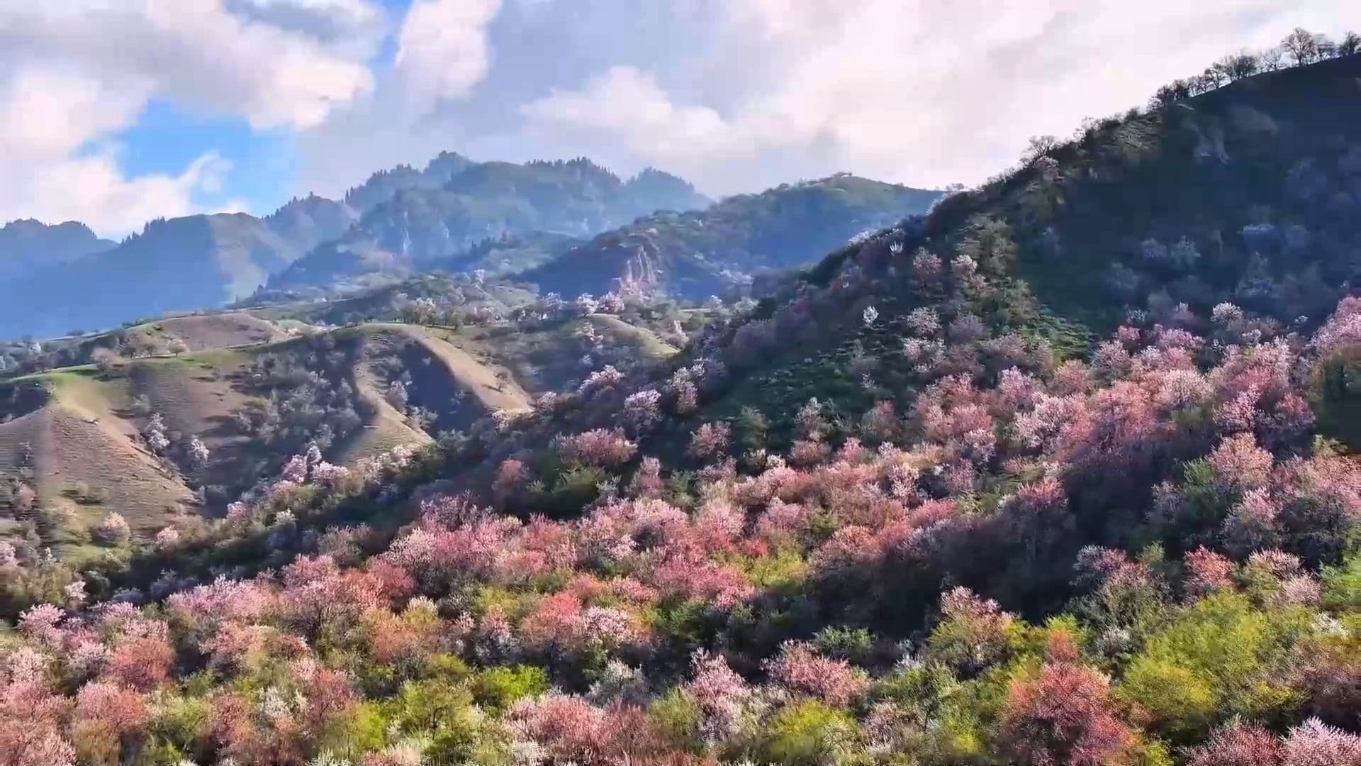 ดอกไม้ป่าผลิบานทั่วภูเขาเขียว ดึงดูดนักท่องเที่ยวในซินเจียง