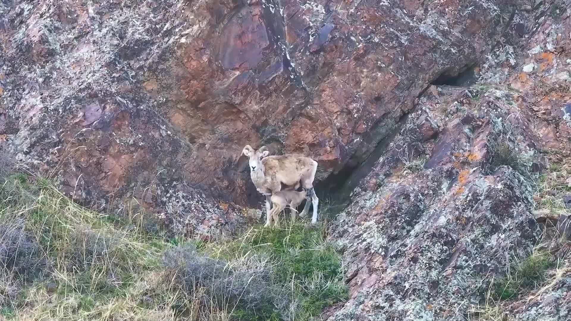 แม่ลูก 'แกะอาร์กาลี' เดินโดดเนินเขาสูงในซินเจียง