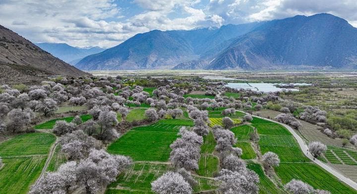 ดอกท้อ' สีสวยผลิบานใกล้ขุนเขาในทิเบต