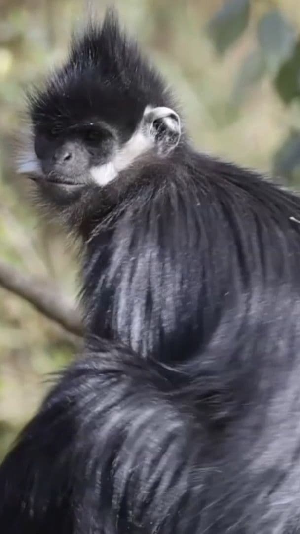 แก๊ง 'ค่างหัวมงกุฎ' ใกล้สูญพันธุ์ ใช้ชีวิตกลางป่าในฉงชิ่ง