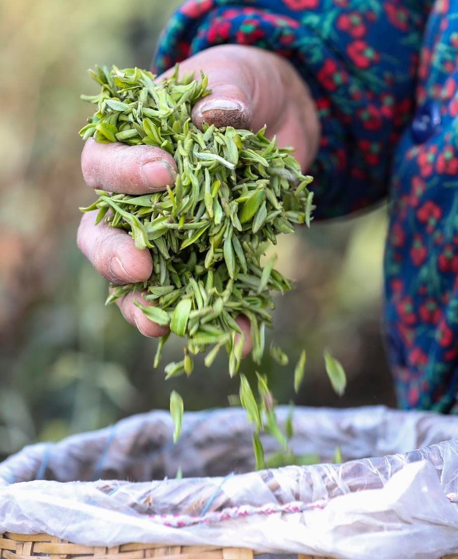 เกษตรกรจีนเก็บใบชา ผลิต 'ชาหมิงเฉียน' ก่อนเชงเม้ง