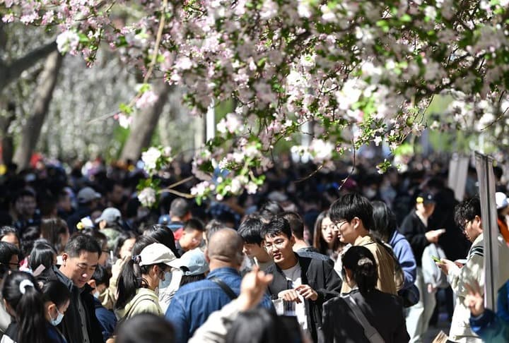 ผู้คนแห่ชม 'ดอกไห่ถัง' บานสะพรั่งงดงามในมหา'ลัยเทียนจิน