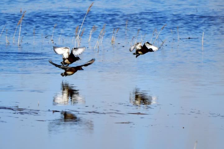 ประชากร 'เป็ดดำหัวดำ' สัตว์ใกล้สูญพันธุ์ขั้นวิกฤต เพิ่มขึ้นในจีน