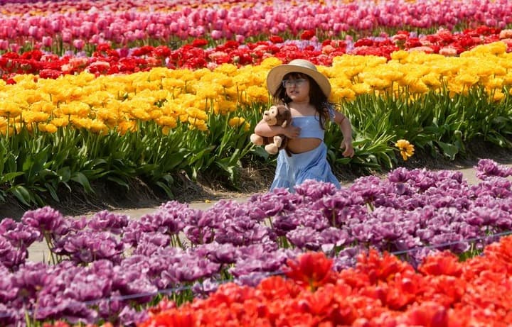 เพลิดเพลินสีสัน 'ทุ่งดอกทิวลิป' กว่า 100 สายพันธุ์ในแคนาดา