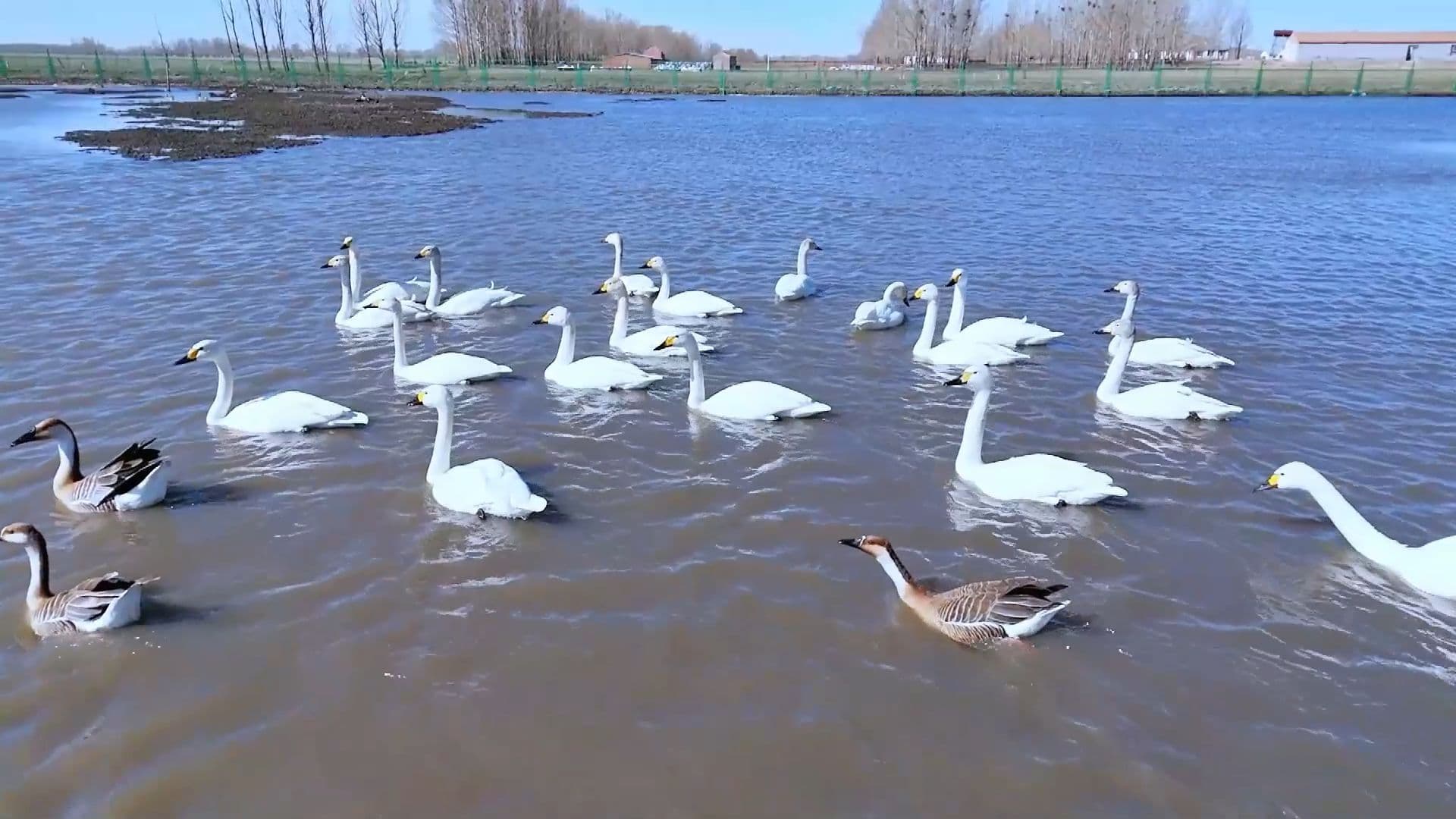 อุทยาน 'พื้นที่ชุ่มน้ำ' ในเหอเป่ย แหล่งแวะพักนกอพยพช่วงบินขึ้นเหนือ