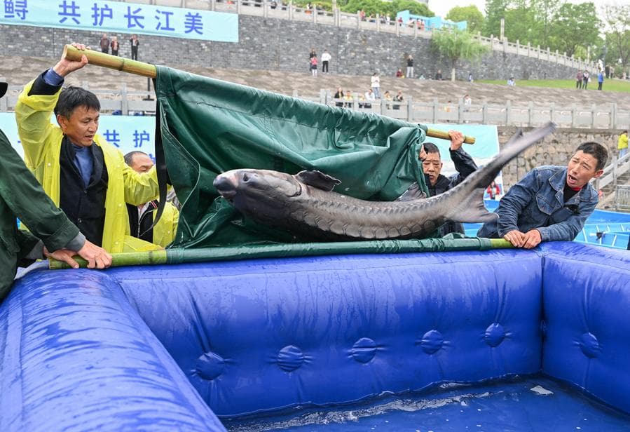 จีนปล่อย 'ปลาสเตอร์เจียน' ลงแยงซีกว่า 2 หมื่นตัว