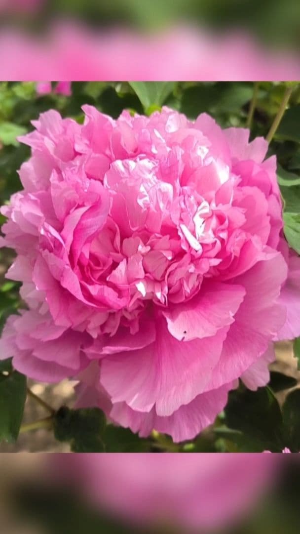 โบตั๋น' สายพันธ์โบราณ 400 ปี บานสะพรั่งในไท่หยวน