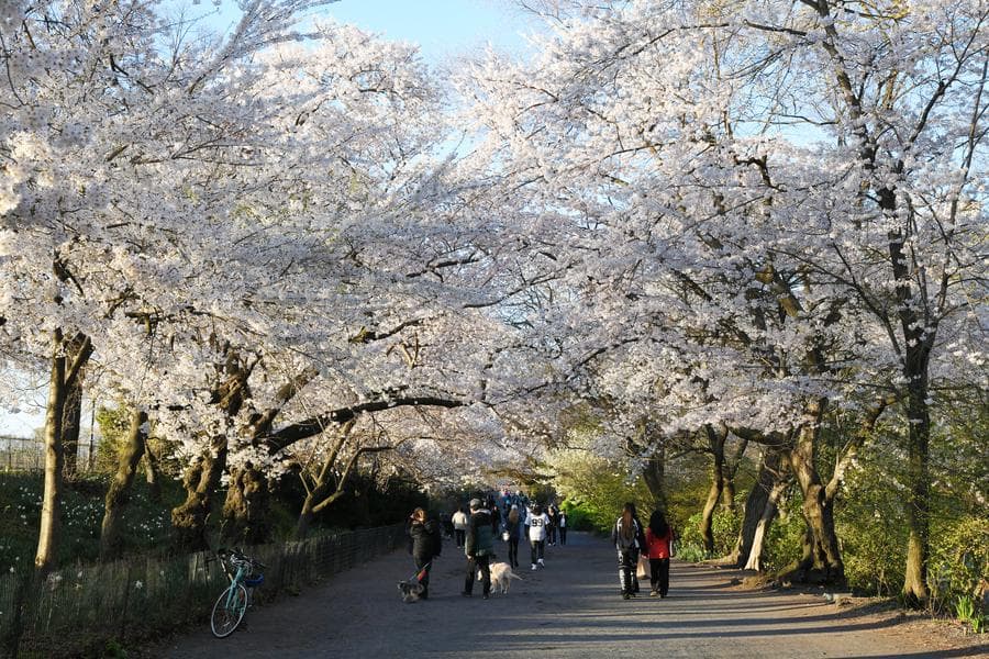 ซากุระบานประดับ 'เซ็นทรัลพาร์ก' ในนิวยอร์ก