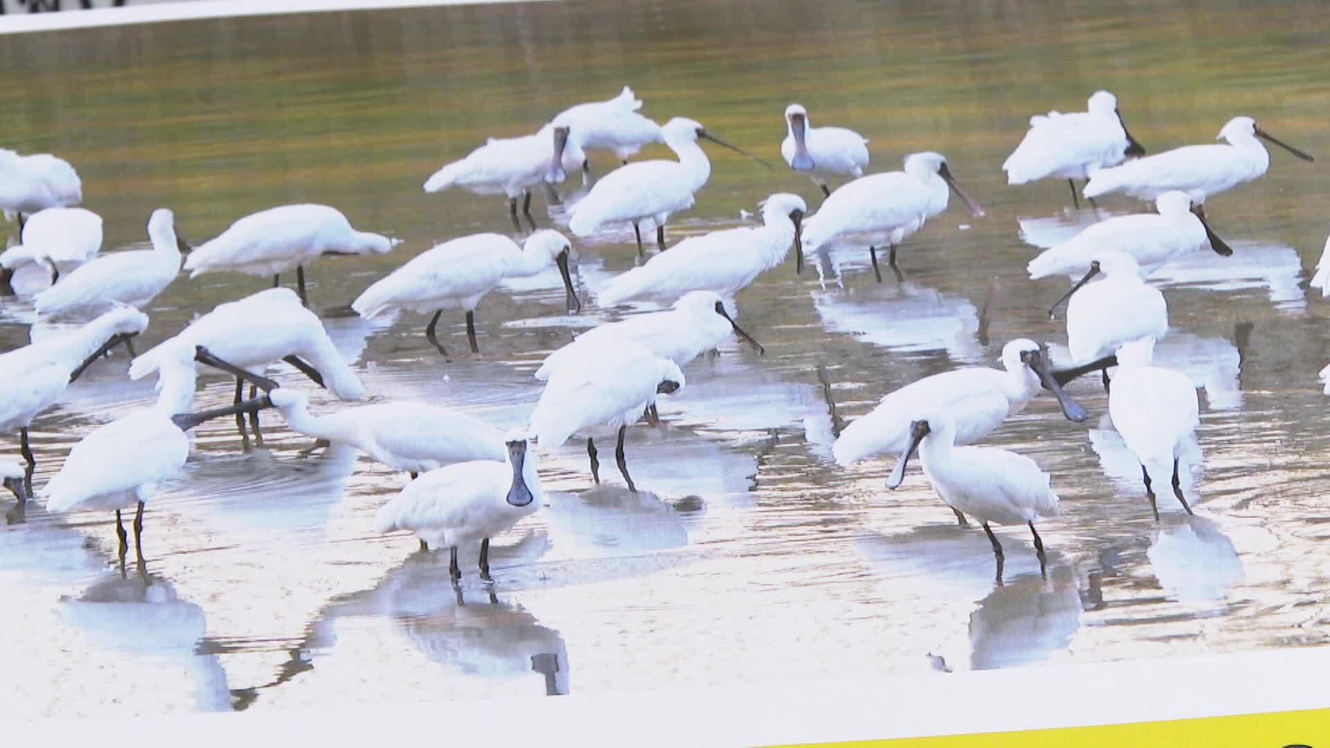 ประชากร 'นกปากช้อนหน้าดำ' ทั่วโลกทะลุ 7, 000 ตัว สูงเป็นประวัติการณ์