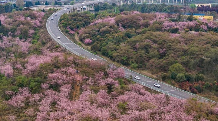 ขับรถชมวิว 'ซากุระ-ไห่ถัง' ประดับถนนในกุ้ยโจว