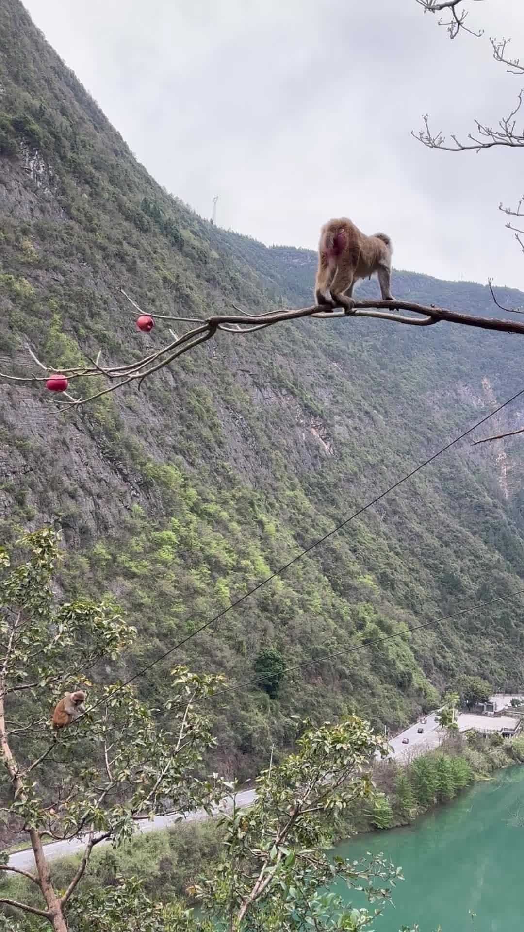 ลุ้นสุด! ลิงใจกล้าเดิมพันอันตราย เพื่อแอปเปิลริมหน้าผาสูงชัน