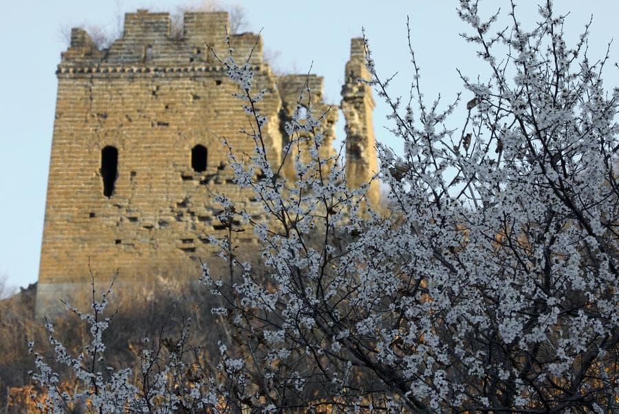 ดอกแอปริคอตบานสะพรั่ง รับวสันต์ริมกำแพงเมืองจีน