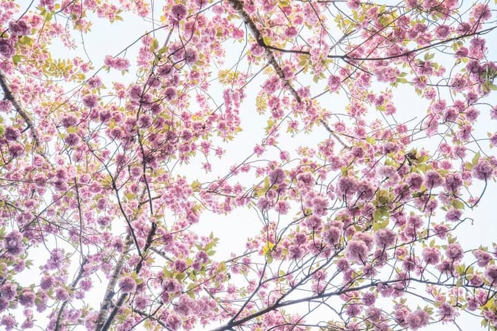 ผู้คนแห่เช็กอิน 'อุโมงค์ดอกซากุระ' สีหวานในเยอรมนี