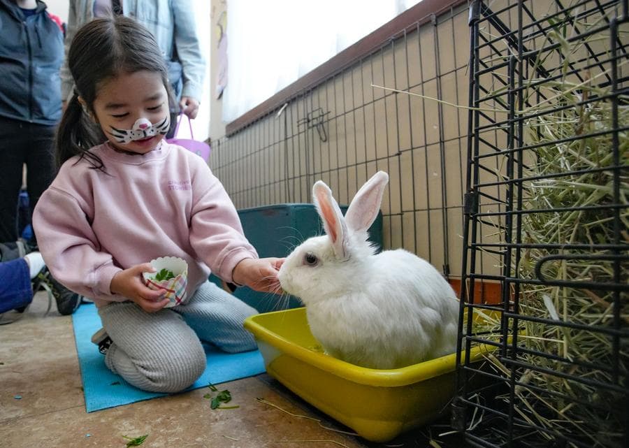 กิจกรรมพบปะ-ให้อาหาร 'กระต่ายขนฟู' ฉลองอีสเตอร์ในแคนาดา