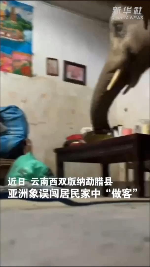 นึกว่าเพื่อนมาหา! ช้างป่าแวะบ้านคน 'กินจุบจิบ' ในสิบสองปันนา