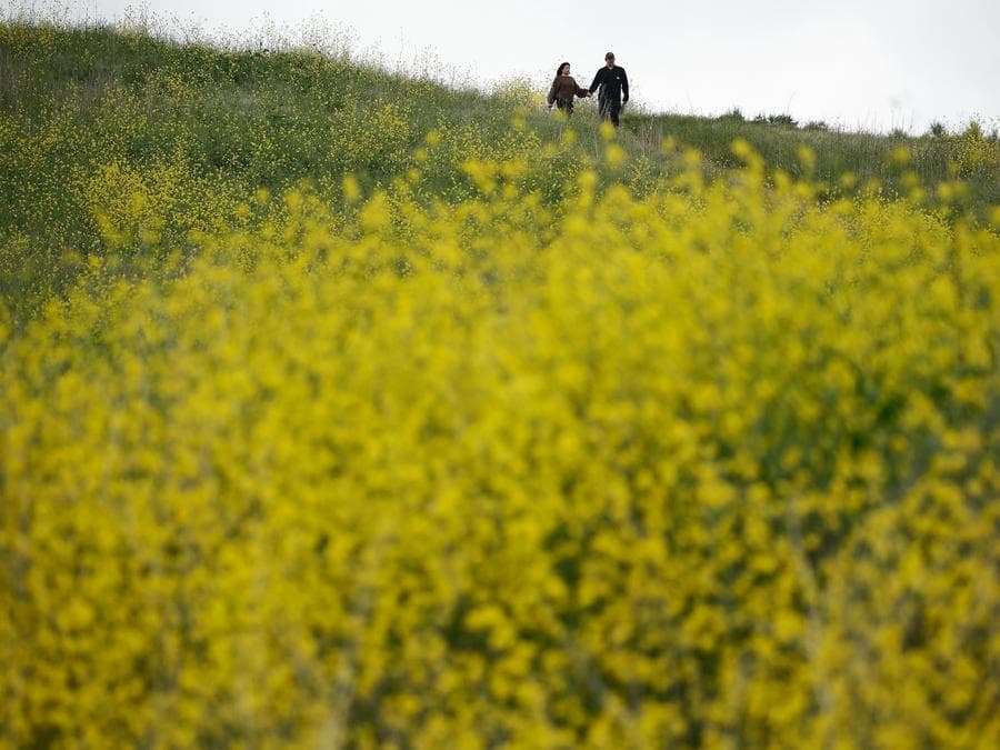 ผู้คนพักใจกลางทุ่ง 'ดอกไม้' สดใสในแคลิฟอร์เนีย