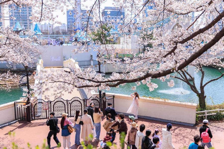 เดินเล่น ปั่นสองล้อ ขึ้นเรือถีบ ชมซากุระในโซล