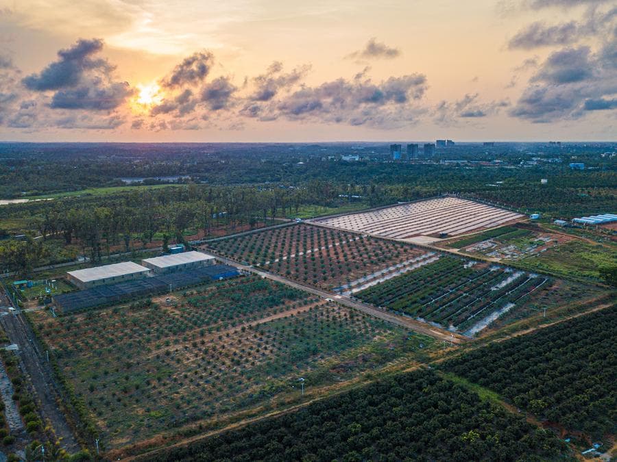 ต้นกล้า 'อินทผลัม' จาก UAE เริ่มออกผลอ่อนในไหหลำ