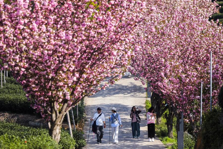 ซากุระสีหวานเด่นกลางไร่ชาขั้นบันไดในหางโจว