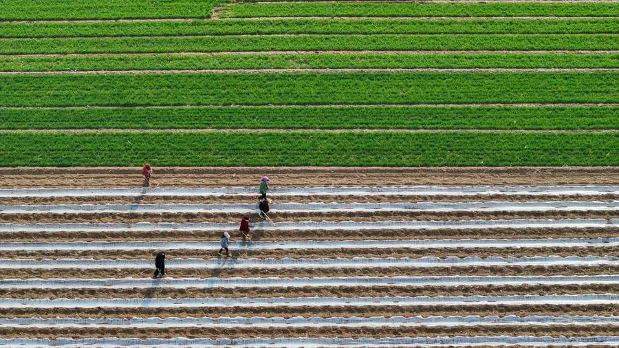 เกษตรกรจีนลุยงาน 'เพาะปลูกฤดูใบไม้ผลิ' กลางท้องทุ่ง