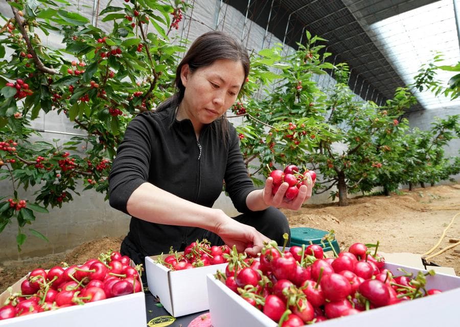 กษตรกรเก็บเกี่ยว 'เชอร์รี่' สีสวยในเหอเป่ย