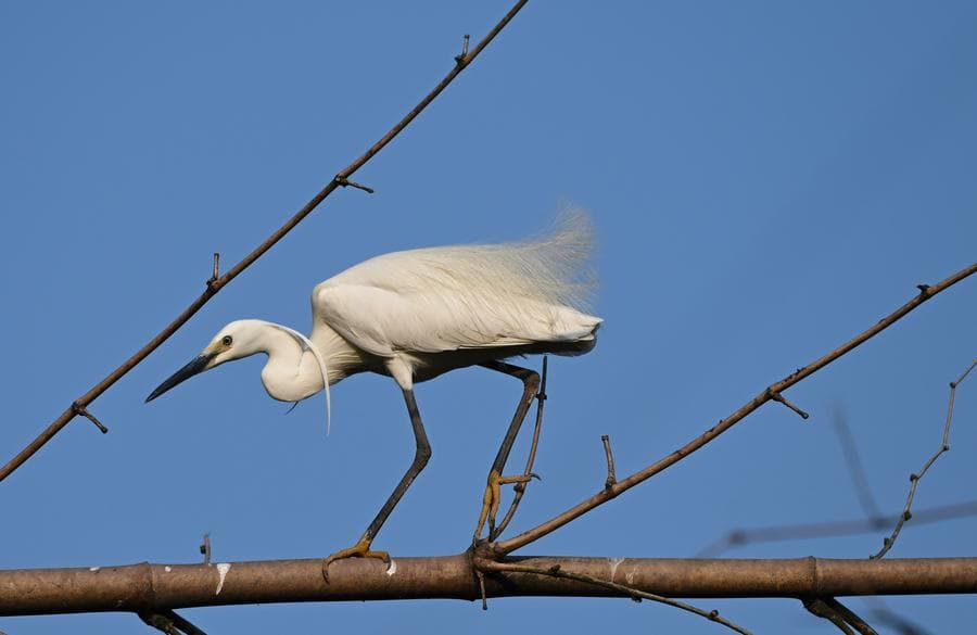 นกยางสีขาว' น้อยใหญ่ ใช้ชีวิตกลางธรรมชาติในฉงชิ่ง