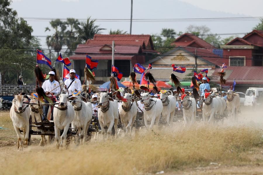 งานแข่ง 'วิ่งวัวเทียมเกวียน' ในกัมพูชา ประเพณีเก่าแก่หลายร้อยปี