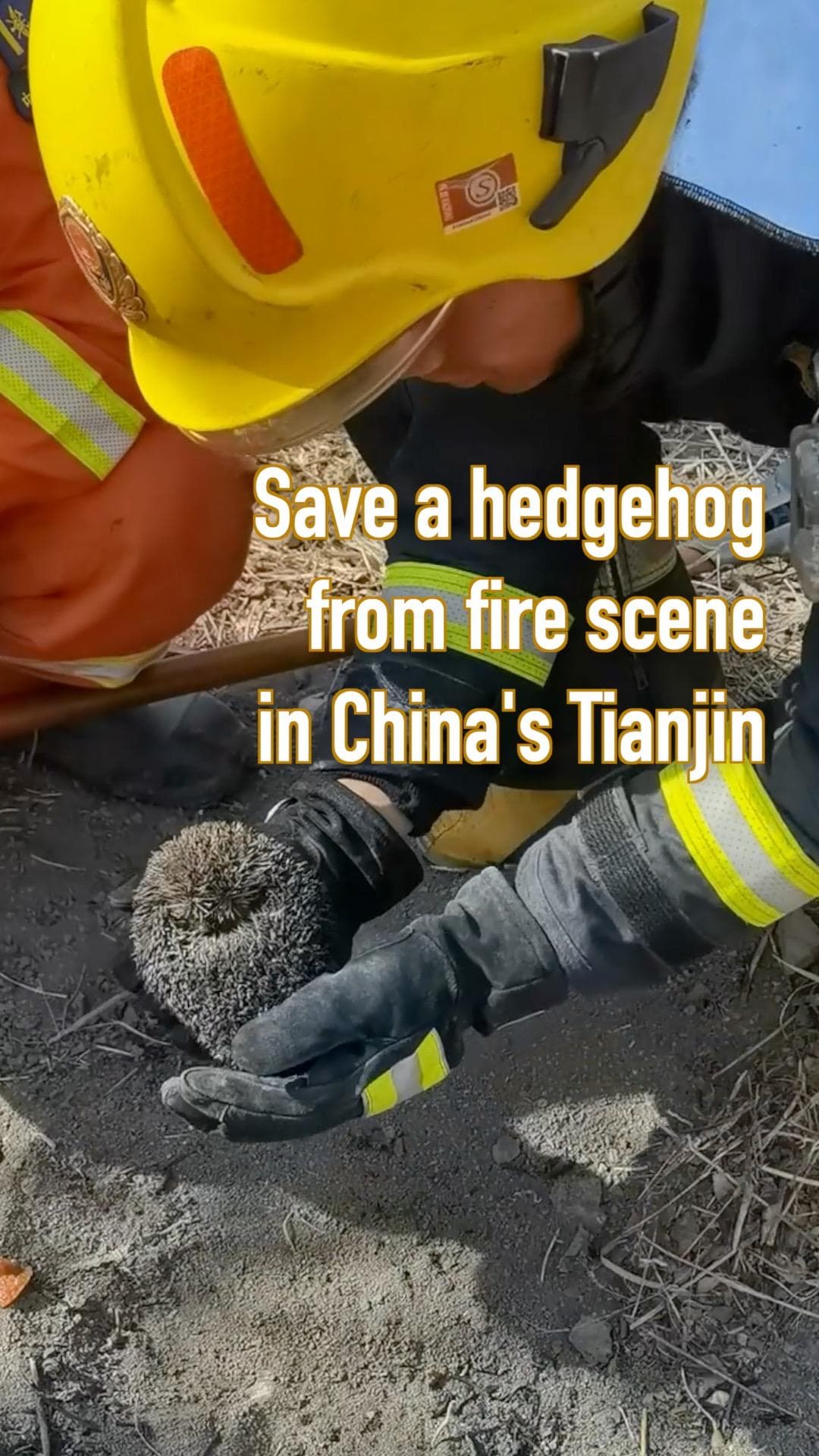 ดับเพลิงเทียนจินช่วย 'น้องเม่นแคระ' จากจุดเกิดเหตุไฟไหม้