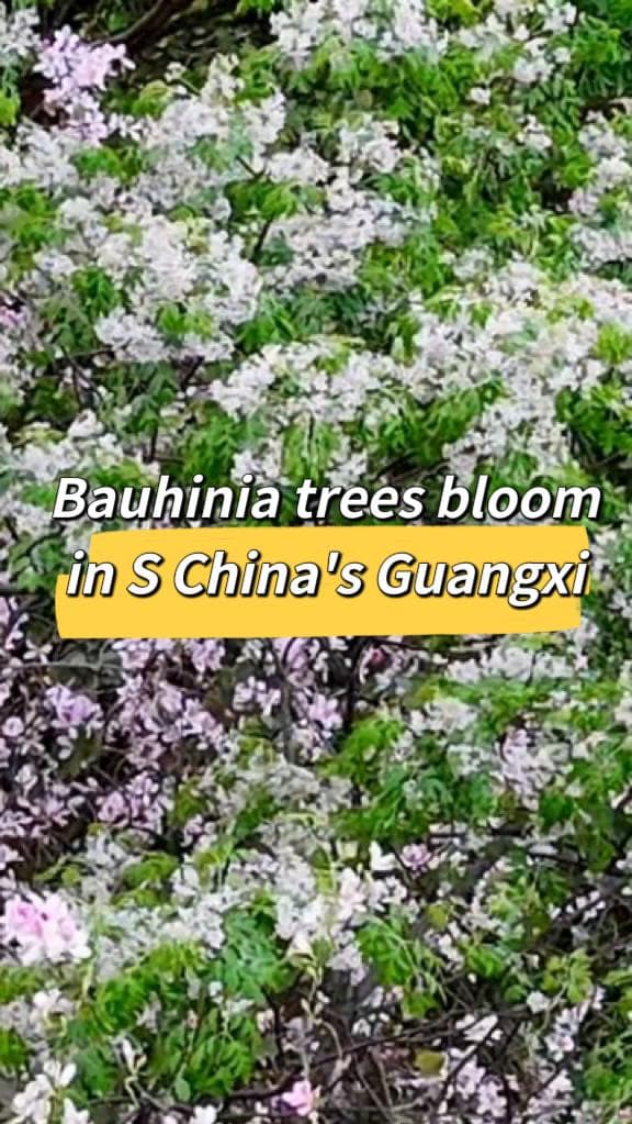 ดอก 'ชงโค' ผลิดอกม่วงบานสะพรั่งในหลิ่วโจว