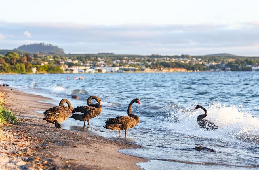 นิวซีแลนด์เสริมความพร้อมรับมือ 'ไข้หวัดนก H5N1' ชนิดก่อโรครุนแรง