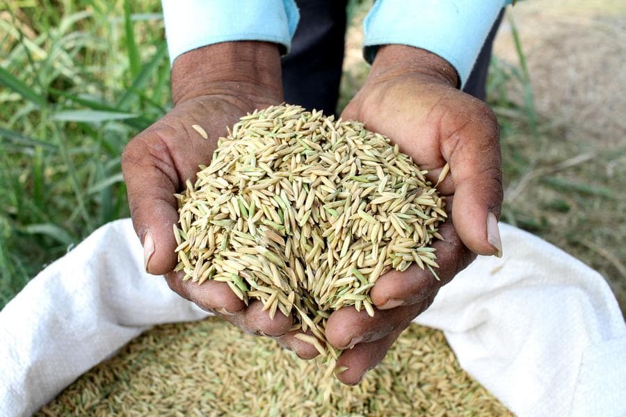 อินโดฯ คาดคลังสำรอง 'ข้าว' แตะ 3 ล้านตันในสิ้นเม.ย. สูงสุดในรอบ 20 ปี