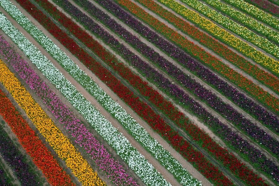 ทุ่ง 'ดอกบัตเตอร์คัพ' หลากเฉด ทอดยาวอวดสีสดใสในอิสราเอล