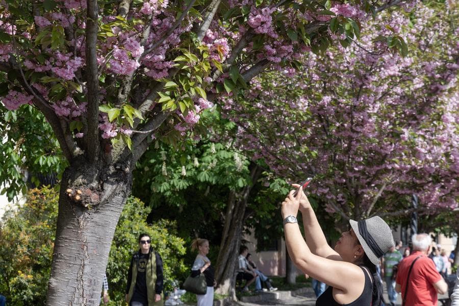 ซากุระ' สีสวยบานแต้มสีสันในฮังการี