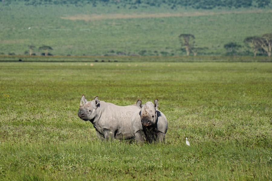 ส่องสารพัดสัตว์ป่า พักพิงพื้นที่อนุรักษ์ฯ ในแทนซาเนีย